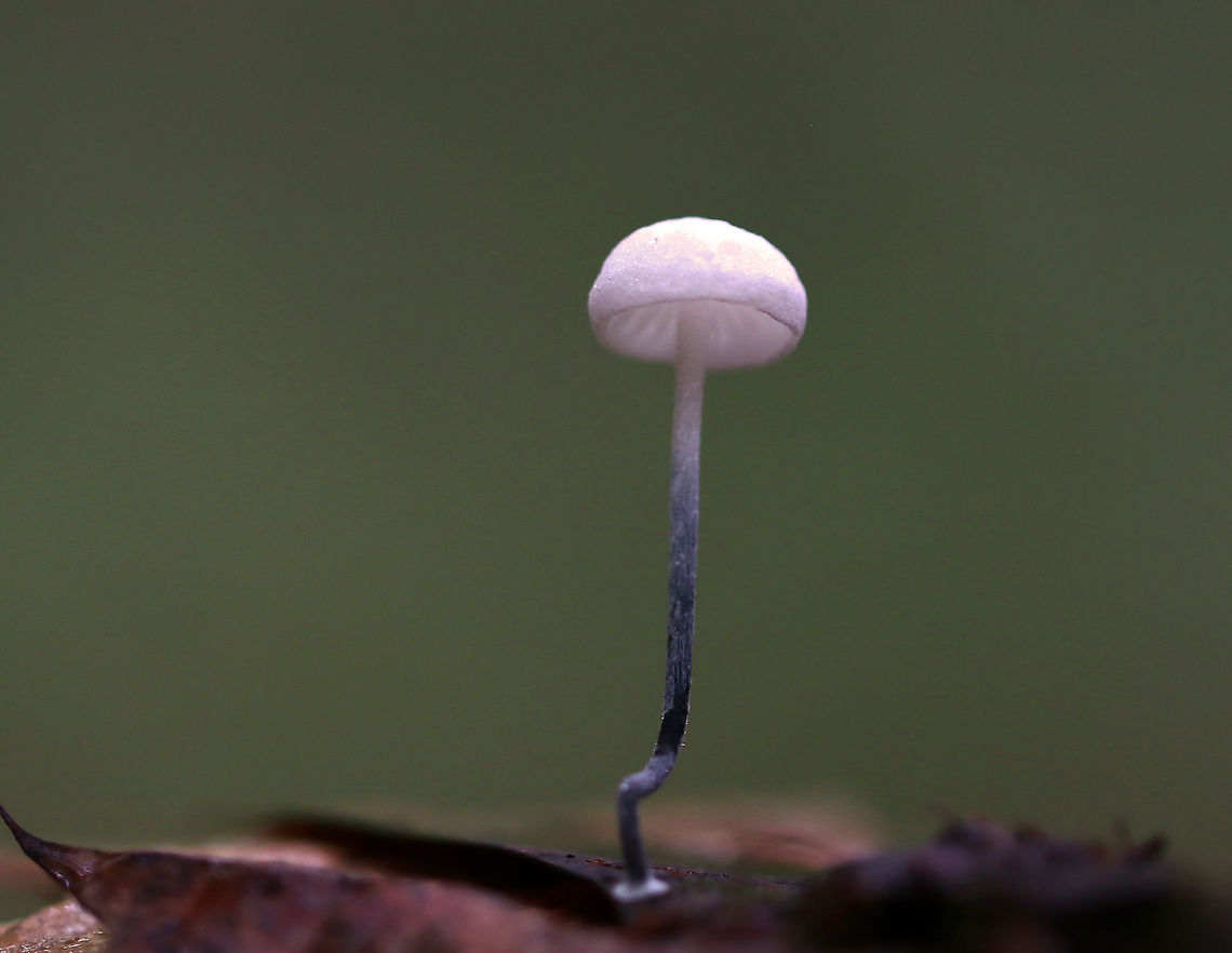 Black-footed Marasmus - Tetrapyrgos nigripes Tiny, white mushrooms that were 5 mm tall or less. The stipes were mostly grayish black with fine hairs, and the bases were dark black. The gills were white and distant.<br />
<br />
Habitat: Growing on an oak (Quercus sp.) leaf in a mixed forest.<br />
<figure class="photo"><a href="https://www.jungledragon.com/image/83489/black-footed_marasmus_-_tetrapyrgos_nigripes.html" title="Black-footed Marasmus - Tetrapyrgos nigripes"><img src="https://s3.amazonaws.com/media.jungledragon.com/images/3232/83489_thumb.jpg?AWSAccessKeyId=05GMT0V3GWVNE7GGM1R2&Expires=1759968010&Signature=E%2Bc17To%2BCTlTypJdbsxDjel96Xg%3D" width="140" height="152" alt="Black-footed Marasmus - Tetrapyrgos nigripes Tiny, white mushrooms that were 5 mm tall or less. The stipes were mostly grayish black with fine hairs, and the bases were dark black. The gills were white and distant.<br />
<br />
Habitat: Growing on an oak (Quercus sp.) leaf in a mixed forest.<br />
https://www.jungledragon.com/image/83490/black-footed_marasmus_-_tetrapyrgos_nigripes.html<br />
https://www.jungledragon.com/image/83491/black-footed_marasmus_-_tetrapyrgos_nigripes.html<br />
https://www.jungledragon.com/image/83492/black-footed_marasmus_-_tetrapyrgos_nigripes.html Black-footed Marasmus,Geotagged,Summer,Tetrapyrgos,Tetrapyrgos nigripes,United States" /></a></figure><br />
<figure class="photo"><a href="https://www.jungledragon.com/image/83491/black-footed_marasmus_-_tetrapyrgos_nigripes.html" title="Black-footed Marasmus - Tetrapyrgos nigripes"><img src="https://s3.amazonaws.com/media.jungledragon.com/images/3232/83491_thumb.jpg?AWSAccessKeyId=05GMT0V3GWVNE7GGM1R2&Expires=1759968010&Signature=FaYqyp8R3VIuqE%2BPxqH%2BmUn4vOk%3D" width="200" height="158" alt="Black-footed Marasmus - Tetrapyrgos nigripes Tiny, white mushrooms that were 5 mm tall or less. The stipes were mostly grayish black with fine hairs, and the bases were dark black. The gills were white and distant.<br />
<br />
Habitat: Growing on an oak (Quercus sp.) leaf in a mixed forest.<br />
https://www.jungledragon.com/image/83489/black-footed_marasmus_-_tetrapyrgos_nigripes.html<br />
https://www.jungledragon.com/image/83492/black-footed_marasmus_-_tetrapyrgos_nigripes.html<br />
https://www.jungledragon.com/image/83490/black-footed_marasmus_-_tetrapyrgos_nigripes.html<br />
 Black-footed Marasmus,Geotagged,Summer,Tetrapyrgos nigripes,United States" /></a></figure><br />
<figure class="photo"><a href="https://www.jungledragon.com/image/83492/black-footed_marasmus_-_tetrapyrgos_nigripes.html" title="Black-footed Marasmus - Tetrapyrgos nigripes"><img src="https://s3.amazonaws.com/media.jungledragon.com/images/3232/83492_thumb.jpg?AWSAccessKeyId=05GMT0V3GWVNE7GGM1R2&Expires=1759968010&Signature=%2FUBR5Z0%2FGNMfsufknYafWC4IqNQ%3D" width="200" height="170" alt="Black-footed Marasmus - Tetrapyrgos nigripes Tiny, white mushrooms that were 5 mm tall or less. The stipes were mostly grayish black with fine hairs, and the bases were dark black. The gills were white and distant.<br />
<br />
Habitat: Growing on an oak (Quercus sp.) leaf in a mixed forest.<br />
https://www.jungledragon.com/image/83491/black-footed_marasmus_-_tetrapyrgos_nigripes.html<br />
https://www.jungledragon.com/image/83490/black-footed_marasmus_-_tetrapyrgos_nigripes.html<br />
https://www.jungledragon.com/image/83489/black-footed_marasmus_-_tetrapyrgos_nigripes.html Black-footed Marasmus,Geotagged,Summer,Tetrapyrgos nigripes,United States" /></a></figure> Black-footed Marasmus,Geotagged,Summer,Tetrapyrgos nigripes,United States