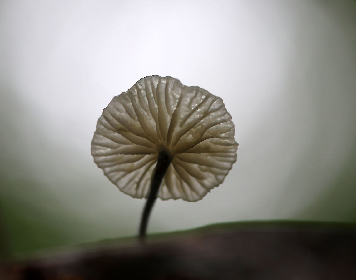 Black-footed Marasmus - Tetrapyrgos nigripes Tiny, white mushrooms that were 5 mm tall or less. The stipes were mostly grayish black with fine hairs, and the bases were dark black. The gills were white and distant.<br />
<br />
Habitat: Growing on an oak (Quercus sp.) leaf in a mixed forest.<br />
<figure class="photo"><a href="https://www.jungledragon.com/image/83489/black-footed_marasmus_-_tetrapyrgos_nigripes.html" title="Black-footed Marasmus - Tetrapyrgos nigripes"><img src="https://s3.amazonaws.com/media.jungledragon.com/images/3232/83489_thumb.jpg?AWSAccessKeyId=05GMT0V3GWVNE7GGM1R2&Expires=1759968010&Signature=E%2Bc17To%2BCTlTypJdbsxDjel96Xg%3D" width="140" height="152" alt="Black-footed Marasmus - Tetrapyrgos nigripes Tiny, white mushrooms that were 5 mm tall or less. The stipes were mostly grayish black with fine hairs, and the bases were dark black. The gills were white and distant.<br />
<br />
Habitat: Growing on an oak (Quercus sp.) leaf in a mixed forest.<br />
https://www.jungledragon.com/image/83490/black-footed_marasmus_-_tetrapyrgos_nigripes.html<br />
https://www.jungledragon.com/image/83491/black-footed_marasmus_-_tetrapyrgos_nigripes.html<br />
https://www.jungledragon.com/image/83492/black-footed_marasmus_-_tetrapyrgos_nigripes.html Black-footed Marasmus,Geotagged,Summer,Tetrapyrgos,Tetrapyrgos nigripes,United States" /></a></figure><br />
<figure class="photo"><a href="https://www.jungledragon.com/image/83492/black-footed_marasmus_-_tetrapyrgos_nigripes.html" title="Black-footed Marasmus - Tetrapyrgos nigripes"><img src="https://s3.amazonaws.com/media.jungledragon.com/images/3232/83492_thumb.jpg?AWSAccessKeyId=05GMT0V3GWVNE7GGM1R2&Expires=1759968010&Signature=%2FUBR5Z0%2FGNMfsufknYafWC4IqNQ%3D" width="200" height="170" alt="Black-footed Marasmus - Tetrapyrgos nigripes Tiny, white mushrooms that were 5 mm tall or less. The stipes were mostly grayish black with fine hairs, and the bases were dark black. The gills were white and distant.<br />
<br />
Habitat: Growing on an oak (Quercus sp.) leaf in a mixed forest.<br />
https://www.jungledragon.com/image/83491/black-footed_marasmus_-_tetrapyrgos_nigripes.html<br />
https://www.jungledragon.com/image/83490/black-footed_marasmus_-_tetrapyrgos_nigripes.html<br />
https://www.jungledragon.com/image/83489/black-footed_marasmus_-_tetrapyrgos_nigripes.html Black-footed Marasmus,Geotagged,Summer,Tetrapyrgos nigripes,United States" /></a></figure><br />
<figure class="photo"><a href="https://www.jungledragon.com/image/83490/black-footed_marasmus_-_tetrapyrgos_nigripes.html" title="Black-footed Marasmus - Tetrapyrgos nigripes"><img src="https://s3.amazonaws.com/media.jungledragon.com/images/3232/83490_thumb.jpg?AWSAccessKeyId=05GMT0V3GWVNE7GGM1R2&Expires=1759968010&Signature=veIeIWZk%2FXXEM0BAk1vnFoF4Qqc%3D" width="200" height="156" alt="Black-footed Marasmus - Tetrapyrgos nigripes Tiny, white mushrooms that were 5 mm tall or less. The stipes were mostly grayish black with fine hairs, and the bases were dark black. The gills were white and distant.<br />
<br />
Habitat: Growing on an oak (Quercus sp.) leaf in a mixed forest.<br />
https://www.jungledragon.com/image/83489/black-footed_marasmus_-_tetrapyrgos_nigripes.html<br />
https://www.jungledragon.com/image/83491/black-footed_marasmus_-_tetrapyrgos_nigripes.html<br />
https://www.jungledragon.com/image/83492/black-footed_marasmus_-_tetrapyrgos_nigripes.html Black-footed Marasmus,Geotagged,Summer,Tetrapyrgos nigripes,United States" /></a></figure><br />
 Black-footed Marasmus,Geotagged,Summer,Tetrapyrgos nigripes,United States