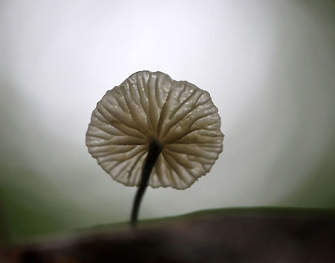 Black-footed Marasmus - Tetrapyrgos nigripes Tiny, white mushrooms that were 5 mm tall or less. The stipes were mostly grayish black with fine hairs, and the bases were dark black. The gills were white and distant.

Habitat: Growing on an oak (Quercus sp.) leaf in a mixed forest.
https://www.jungledragon.com/image/83489/black-footed_marasmus_-_tetrapyrgos_nigripes.html
https://www.jungledragon.com/image/83492/black-footed_marasmus_-_tetrapyrgos_nigripes.html
https://www.jungledragon.com/image/83490/black-footed_marasmus_-_tetrapyrgos_nigripes.html
 Black-footed Marasmus,Geotagged,Summer,Tetrapyrgos nigripes,United States