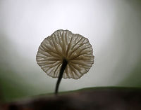 Black-footed Marasmus - Tetrapyrgos nigripes Tiny, white mushrooms that were 5 mm tall or less. The stipes were mostly grayish black with fine hairs, and the bases were dark black. The gills were white and distant.<br />
<br />
Habitat: Growing on an oak (Quercus sp.) leaf in a mixed forest.<br />
https://www.jungledragon.com/image/83489/black-footed_marasmus_-_tetrapyrgos_nigripes.html<br />
https://www.jungledragon.com/image/83492/black-footed_marasmus_-_tetrapyrgos_nigripes.html<br />
https://www.jungledragon.com/image/83490/black-footed_marasmus_-_tetrapyrgos_nigripes.html<br />
 Black-footed Marasmus,Geotagged,Summer,Tetrapyrgos nigripes,United States