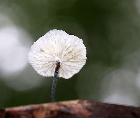Black-footed Marasmus - Tetrapyrgos nigripes Tiny, white mushrooms that were 5 mm tall or less. The stipes were mostly grayish black with fine hairs, and the bases were dark black. The gills were white and distant.

Habitat: Growing on an oak (Quercus sp.) leaf in a mixed forest.
https://www.jungledragon.com/image/83491/black-footed_marasmus_-_tetrapyrgos_nigripes.html
https://www.jungledragon.com/image/83490/black-footed_marasmus_-_tetrapyrgos_nigripes.html
https://www.jungledragon.com/image/83489/black-footed_marasmus_-_tetrapyrgos_nigripes.html Black-footed Marasmus,Geotagged,Summer,Tetrapyrgos nigripes,United States