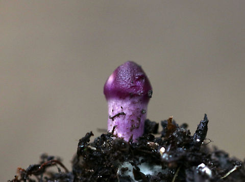 Cortinarius sp. Mushroom This little button mushroom was tiny and cute! We have finally gotten some rain here, and the mushrooms are starting to pop up :)

Habitat: Mixed forest Geotagged,Summer,United States,cortinar,cortinarius,mushroom,purple