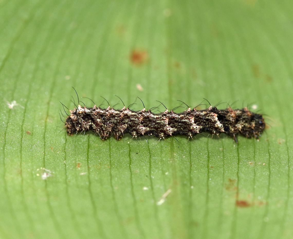 Common Fungus Moth Caterpillar - Metalectra discalis I found this caterpillar on a rotting log, no doubt in search of fungi to snack on. I put it on a leaf so I could get a shot of it, and then returned it to its home.<br />
<br />
Habitat: Mixed forest Common Fungus Moth,Geotagged,Metalectra,Metalectra discalis,Summer,United States,caterpillar