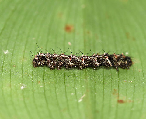 Common Fungus Moth Caterpillar - Metalectra discalis I found this caterpillar on a rotting log, no doubt in search of fungi to snack on. I put it on a leaf so I could get a shot of it, and then returned it to its home.

Habitat: Mixed forest Common Fungus Moth,Geotagged,Metalectra,Metalectra discalis,Summer,United States,caterpillar