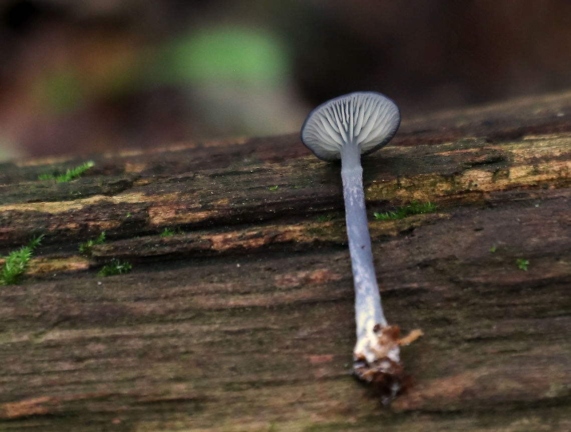 Entoloma mougeotii Cap: ~15 mm; shallowly depressed; dry; fibrillose; dark purple-gray<br />
<br />
Gills: Attached; close with frequent short gills; white<br />
<br />
Stem: ~3-4 cm long; equal; dry; finely silky; colored like the cap; basal mycelium white.<br />
<br />
Flesh: Whitish<br />
<br />
Odor: Spicy<br />
<br />
Habitat: Growing on the ground, possibly above buried, rotten wood.<br />
<br />
<figure class="photo"><a href="https://www.jungledragon.com/image/83510/entoloma_mougeotii.html" title="Entoloma mougeotii"><img src="https://s3.amazonaws.com/media.jungledragon.com/images/3232/83510_thumb.jpg?AWSAccessKeyId=05GMT0V3GWVNE7GGM1R2&Expires=1759968010&Signature=sFN4rioxnA3RzekS1gRM6sfRxf0%3D" width="124" height="152" alt="Entoloma mougeotii Cap: ~15 mm; shallowly depressed; dry; fibrillose; dark purple-gray<br />
<br />
Gills: Attached; close with frequent short gills; white<br />
<br />
Stem: ~3-4 cm long; equal; dry; finely silky; colored like the cap; basal mycelium white.<br />
<br />
Flesh: Whitish<br />
<br />
Odor: Spicy<br />
<br />
Habitat: Growing on the ground, possibly above buried, rotten wood.<br />
https://www.jungledragon.com/image/83509/entoloma_mougeotii.html Entoloma mougeotii,Geotagged,Summer,United States,mushroom" /></a></figure> Entoloma,Entoloma mougeotii,Entoloma subgenus Leptonia. mushroom,Geotagged,Summer,United States
