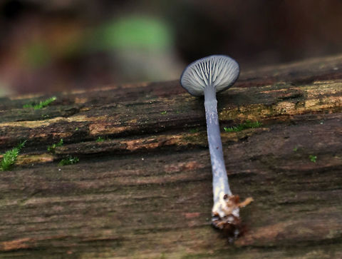 Entoloma mougeotii Cap: ~15 mm; shallowly depressed; dry; fibrillose; dark purple-gray

Gills: Attached; close with frequent short gills; white

Stem: ~3-4 cm long; equal; dry; finely silky; colored like the cap; basal mycelium white.

Flesh: Whitish

Odor: Spicy

Habitat: Growing on the ground, possibly above buried, rotten wood.

https://www.jungledragon.com/image/83510/entoloma_mougeotii.html Entoloma,Entoloma mougeotii,Entoloma subgenus Leptonia. mushroom,Geotagged,Summer,United States
