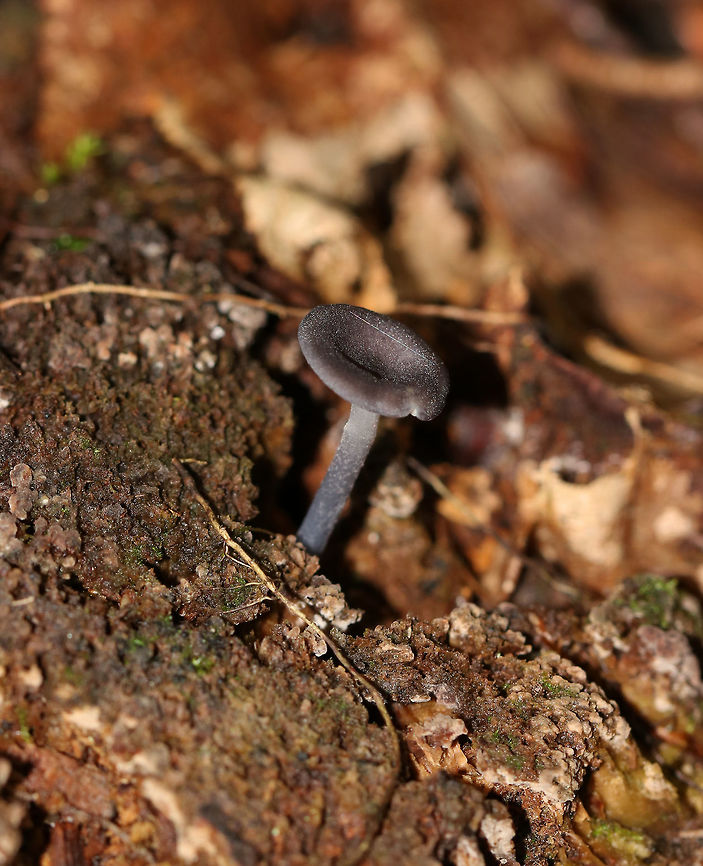 Entoloma mougeotii Cap: ~15 mm; shallowly depressed; dry; fibrillose; dark purple-gray<br />
<br />
Gills: Attached; close with frequent short gills; white<br />
<br />
Stem: ~3-4 cm long; equal; dry; finely silky; colored like the cap; basal mycelium white.<br />
<br />
Flesh: Whitish<br />
<br />
Odor: Spicy<br />
<br />
Habitat: Growing on the ground, possibly above buried, rotten wood.<br />
<figure class="photo"><a href="https://www.jungledragon.com/image/83509/entoloma_mougeotii.html" title="Entoloma mougeotii"><img src="https://s3.amazonaws.com/media.jungledragon.com/images/3232/83509_thumb.jpg?AWSAccessKeyId=05GMT0V3GWVNE7GGM1R2&Expires=1763596810&Signature=h5HskbQ0NvVI5fTjYxtxONK5tO4%3D" width="200" height="152" alt="Entoloma mougeotii Cap: ~15 mm; shallowly depressed; dry; fibrillose; dark purple-gray<br />
<br />
Gills: Attached; close with frequent short gills; white<br />
<br />
Stem: ~3-4 cm long; equal; dry; finely silky; colored like the cap; basal mycelium white.<br />
<br />
Flesh: Whitish<br />
<br />
Odor: Spicy<br />
<br />
Habitat: Growing on the ground, possibly above buried, rotten wood.<br />
<br />
https://www.jungledragon.com/image/83510/entoloma_mougeotii.html Entoloma,Entoloma mougeotii,Entoloma subgenus Leptonia. mushroom,Geotagged,Summer,United States" /></a></figure> Entoloma mougeotii,Geotagged,Summer,United States,mushroom