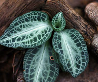Downy Rattlesnake Plantain - Goodyera pubescens Green variegated leaves. it was approximately 12-13 cm in size.  Some say that, when in bloom, the flower spike resembles a pine cone.<br />
<br />
Habitat: Deciduous forest.<br />
https://www.jungledragon.com/image/83512/downy_rattlesnake_plantain_-_goodyera_pubescens.html Downy rattlesnake plantain,Geotagged,Goodyera pubescens,Summer,United States