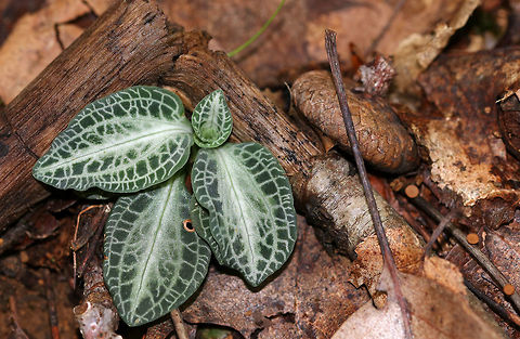 Downy Rattlesnake Plantain - Goodyera pubescens Green variegated leaves. it was approximately 12-13 cm in size. Some say that, when in bloom, the flower spike resembles a pine cone.

Habitat: Deciduous forest.

**Note: I am so bummed that I didn't notice those tiny, brownish cup fungi (right side of photo, on twig)!!
https://www.jungledragon.com/image/83511/downy_rattlesnake_plantain_-_goodyera_pubescens.html Downy rattlesnake plantain,Geotagged,Goodyera pubescens,Summer,United States