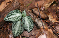 Downy Rattlesnake Plantain - Goodyera pubescens Green variegated leaves. it was approximately 12-13 cm in size. Some say that, when in bloom, the flower spike resembles a pine cone.<br />
<br />
Habitat: Deciduous forest.<br />
<br />
**Note: I am so bummed that I didn't notice those tiny, brownish cup fungi (right side of photo, on twig)!!<br />
https://www.jungledragon.com/image/83511/downy_rattlesnake_plantain_-_goodyera_pubescens.html Downy rattlesnake plantain,Geotagged,Goodyera pubescens,Summer,United States