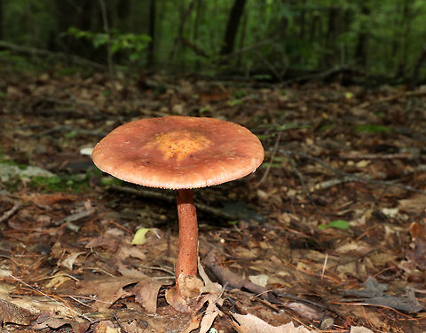 Blusher Mushroom - Amanita amerirubescens group This mushroom was monstrous! The cap was at least 12 cm diameter. It was reddish orange with remnants of volva present as warts. Cream colored gills. Stem was similar in color to the cap. This mushroom was 13-15 cm tall.

Habitat: Growing on the ground, under oak, in a deciduous forest.
https://www.jungledragon.com/image/83514/blusher_mushroom_-_amanita_amerirubescens_group.html
 Amanita,Amanita amerirubescens,Amanita amerirubescens group,Amanita rubescens,Eastern American Blusher,Geotagged,Summer,United States,blusher,mushroom