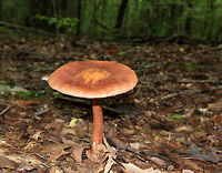 Blusher Mushroom - Amanita amerirubescens group This mushroom was monstrous! The cap was at least 12 cm diameter. It was reddish orange with remnants of volva present as warts. Cream colored gills. Stem was similar in color to the cap. This mushroom was 13-15 cm tall.<br />
<br />
Habitat: Growing on the ground, under oak, in a deciduous forest.<br />
https://www.jungledragon.com/image/83514/blusher_mushroom_-_amanita_amerirubescens_group.html<br />
Amanita,Amanita amerirubescens,Amanita amerirubescens group,Amanita rubescens,Eastern American Blusher,Geotagged,Summer,United States,blusher,mushroom
