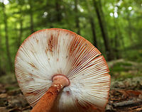 Blusher Mushroom - Amanita amerirubescens group This mushroom was monstrous! The cap was at least 12 cm diameter. It was reddish orange with remnants of volva present as warts. Cream colored gills. Stem was similar in color to the cap. This mushroom was 13-15 cm tall.<br />
<br />
Habitat: Growing on the ground, under oak, in a deciduous forest.<br />
https://www.jungledragon.com/image/83513/blusher_mushroom_-_amanita_amerirubescens_group.html Amanita amerirubescens,Eastern American Blusher,Geotagged,Summer,United States