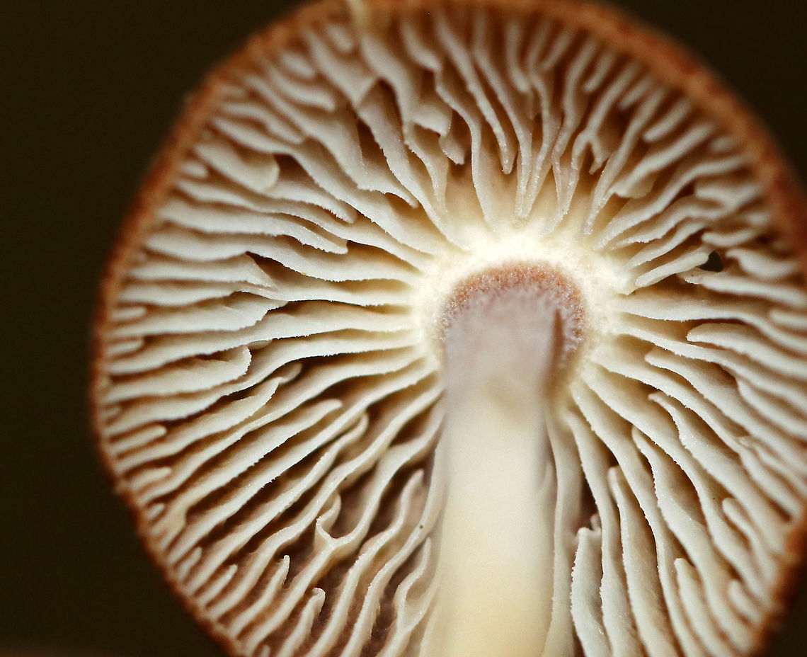 Unidentified Mushroom Habitat: Growing directly adjacent to deer scat in a deciduous forest<br />
<figure class="photo"><a href="https://www.jungledragon.com/image/83516/unidentified_mushroom.html" title="Unidentified Mushroom"><img src="https://s3.amazonaws.com/media.jungledragon.com/images/3232/83516_thumb.jpg?AWSAccessKeyId=05GMT0V3GWVNE7GGM1R2&Expires=1769040010&Signature=vP1QqJN7d2vDAD6pFUcC%2F1ROu8c%3D" width="118" height="152" alt="Unidentified Mushroom Habitat: Growing directly adjacent to deer scat in a deciduous forest<br />
https://www.jungledragon.com/image/83515/unidentified_mushroom.html Geotagged,Summer,United States" /></a></figure> Geotagged,Summer,United States,mushroom