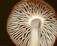 Unidentified Mushroom Habitat: Growing directly adjacent to deer scat in a deciduous forest<br />
https://www.jungledragon.com/image/83516/unidentified_mushroom.html Geotagged,Summer,United States,mushroom