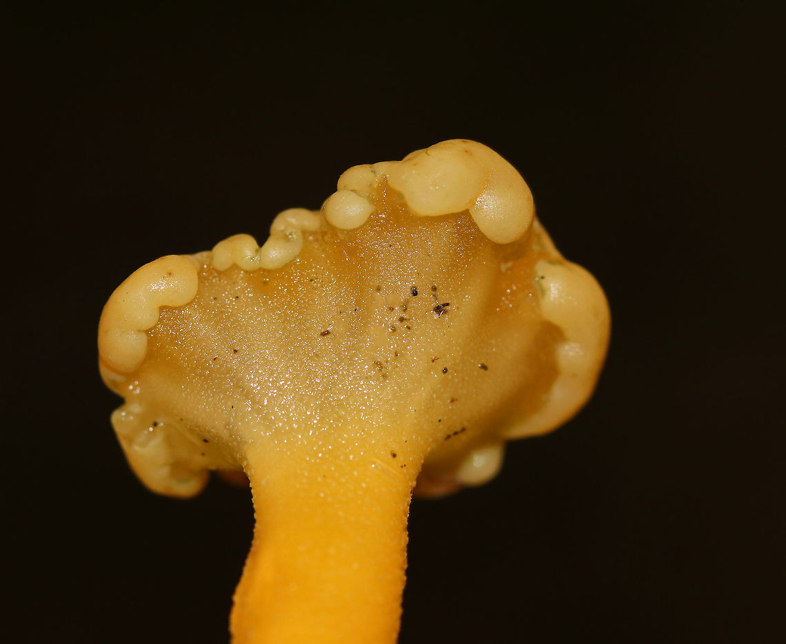 Jelly Baby - Leotia lubrica Often called "jelly babies", these small mushrooms have a very gelatinous/rubbery texture. The semi-translucent yellow caps were smooth and convoluted. Stems were yellow. This one was SO SLIMY! I had trouble holding it to get a photo because it kept slipping out of my grip.<br />
<br />
Habitat: Growing on the ground in a deciduous forest<br />
<figure class="photo"><a href="https://www.jungledragon.com/image/83518/jelly_baby_-_leotia_lubrica.html" title="Jelly Baby - Leotia lubrica"><img src="https://s3.amazonaws.com/media.jungledragon.com/images/3232/83518_thumb.jpg?AWSAccessKeyId=05GMT0V3GWVNE7GGM1R2&Expires=1770854410&Signature=UWXfW6h08cgHdpRiyBTqOUpGQqA%3D" width="116" height="152" alt="Jelly Baby - Leotia lubrica Often called "jelly babies", these small mushrooms have a very gelatinous/rubbery texture. The semi-translucent yellow caps were smooth and convoluted. Stems were yellow. This one was SO SLIMY! I had trouble holding it to get a photo because it kept slipping out of my grip.<br />
<br />
Habitat: Growing on the ground in a deciduous forest<br />
https://www.jungledragon.com/image/83517/jelly_baby_-_leotia_lubrica.html Geotagged,Jelly baby,Leotia lubrica,Summer,United States" /></a></figure> Geotagged,Jelly baby,Leotia lubrica,Summer,United States