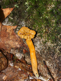 Jelly Baby - Leotia lubrica Often called "jelly babies", these small mushrooms have a very gelatinous/rubbery texture. The semi-translucent yellow caps were smooth and convoluted. Stems were yellow. This one was SO SLIMY! I had trouble holding it to get a photo because it kept slipping out of my grip.

Habitat: Growing on the ground in a deciduous forest
https://www.jungledragon.com/image/83517/jelly_baby_-_leotia_lubrica.html Geotagged,Jelly baby,Leotia lubrica,Summer,United States