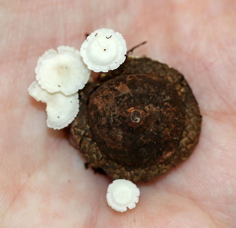 Resinomycena rhododendri Tiny, all white mushrooms with white basal mycelium. The gills and stem leak resin, which makes them sticky.

Habitat: Growing on an acorn in a deciduous forest Geotagged,Resinomycena,Resinomycena rhododendri,Summer,United States,fungus,mushrooms,white,white mushrooms