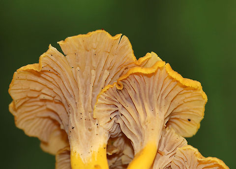 Flame Chanterelle - Craterellus ignicolor Cap was vase-shaped and wavy with a hole in the center. Lilac/pinkish/tan false gills with frequent forking and cross gills. The stem was yellow. 

Habitat: Growing in small clusters in a deciduous forest
https://www.jungledragon.com/image/83566/flame_chanterelle_-_craterellus_ignicolor.html Craterellus,Craterellus ignicolor,Flame Chanterelle,Geotagged,Summer,United States,mushroom