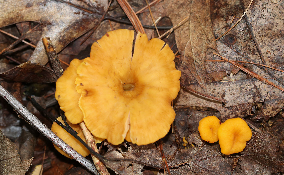 Flame Chanterelle - Craterellus ignicolor Cap was vase-shaped and wavy with a hole in the center. Lilac/pinkish/tan false gills with frequent forking and cross gills. The stem was yellow. <br />
<br />
Habitat: Growing in small clusters in a deciduous forest<br />
<figure class="photo"><a href="https://www.jungledragon.com/image/83565/flame_chanterelle_-_craterellus_ignicolor.html" title="Flame Chanterelle - Craterellus ignicolor"><img src="https://s3.amazonaws.com/media.jungledragon.com/images/3232/83565_thumb.jpg?AWSAccessKeyId=05GMT0V3GWVNE7GGM1R2&Expires=1759968010&Signature=tO6qBjyHBWQSF5zXz%2FFBQKhYp%2Fk%3D" width="200" height="144" alt="Flame Chanterelle - Craterellus ignicolor Cap was vase-shaped and wavy with a hole in the center. Lilac/pinkish/tan false gills with frequent forking and cross gills. The stem was yellow. <br />
<br />
Habitat: Growing in small clusters in a deciduous forest<br />
https://www.jungledragon.com/image/83566/flame_chanterelle_-_craterellus_ignicolor.html Craterellus,Craterellus ignicolor,Flame Chanterelle,Geotagged,Summer,United States,mushroom" /></a></figure> Craterellus ignicolor,Flame Chanterelle,Geotagged,Summer,United States