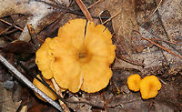 Flame Chanterelle - Craterellus ignicolor Cap was vase-shaped and wavy with a hole in the center. Lilac/pinkish/tan false gills with frequent forking and cross gills. The stem was yellow. <br />
<br />
Habitat: Growing in small clusters in a deciduous forest<br />
https://www.jungledragon.com/image/83565/flame_chanterelle_-_craterellus_ignicolor.html Craterellus ignicolor,Flame Chanterelle,Geotagged,Summer,United States