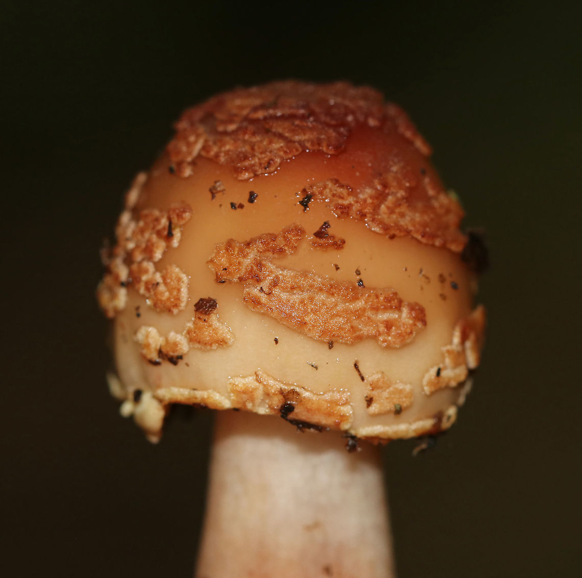 Eastern American Blusher - Amanita amerirubescens Habitat: Deciduous forest<br />
<figure class="photo"><a href="https://www.jungledragon.com/image/83603/eastern_american_blusher_-_amanita_amerirubescens.html" title="Eastern American Blusher - Amanita amerirubescens"><img src="https://s3.amazonaws.com/media.jungledragon.com/images/3232/83603_thumb.jpg?AWSAccessKeyId=05GMT0V3GWVNE7GGM1R2&Expires=1767225610&Signature=ayy59qIO1YSlRc12hI%2Fy07urV8Y%3D" width="200" height="200" alt="Eastern American Blusher - Amanita amerirubescens Habitat: Deciduous forest<br />
https://www.jungledragon.com/image/83603/eastern_american_blusher_-_amanita_amerirubescens.html Amanita amerirubescens,Amanita amerirubescens group,Eastern American Blusher,Geotagged,Summer,United States,amanita" /></a></figure> Amanita amerirubescens,Amanita amerirubescens group,Eastern American Blusher,Geotagged,Summer,United States,amanita
