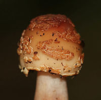 Eastern American Blusher - Amanita amerirubescens Habitat: Deciduous forest<br />
https://www.jungledragon.com/image/83603/eastern_american_blusher_-_amanita_amerirubescens.html Amanita amerirubescens,Amanita amerirubescens group,Eastern American Blusher,Geotagged,Summer,United States,amanita