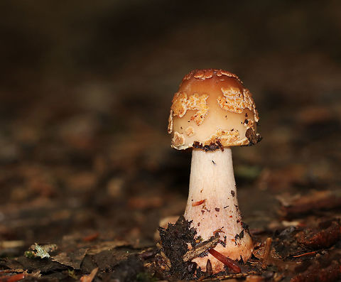 Eastern American Blusher - Amanita amerirubescens Habitat: Deciduous forest
https://www.jungledragon.com/image/83603/eastern_american_blusher_-_amanita_amerirubescens.html Amanita amerirubescens,Eastern American Blusher,Geotagged,Summer,United States