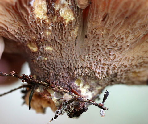 Pig's Ears - Gomphus clavatus Two-lobed cap arising from a common stem. The undersurface was deeply wrinkled with crossveins.

Habitat: Mixed forest with pine and eastern hemlock
https://www.jungledragon.com/image/73497/pigs_ears_-_gomphus_clavatus.html
https://www.jungledragon.com/image/73498/pigs_ears_-_gomphus_clavatus.html
 Fall,Geotagged,Gomphus clavatus,Pig's Ears,United States