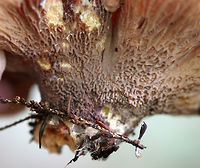Pig's Ears - Gomphus clavatus Two-lobed cap arising from a common stem. The undersurface was deeply wrinkled with crossveins.<br />
<br />
Habitat: Mixed forest with pine and eastern hemlock<br />
https://www.jungledragon.com/image/73497/pigs_ears_-_gomphus_clavatus.html<br />
https://www.jungledragon.com/image/73498/pigs_ears_-_gomphus_clavatus.html<br />
 Fall,Geotagged,Gomphus clavatus,Pig's Ears,United States