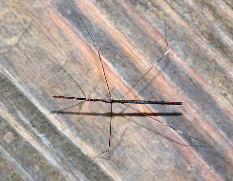 Thread-legged Bug - Emesaya brevipennis My son spotted this insect on a picnic table, and I thought it was a walking stick until it flew away to a nearby tree. Since    Diapheromera femorata (common walkingstick) doesn't have wings. So, then I thought it was a water measurer, but was corrected on Bugguide - it is in fact a thread-legged bug (Emesaya brevipennis). It was about 4-5 cm long.

Habitat: Next to a rural garden that borders a pond Emesaya brevipennis,Geotagged,Summer,United States