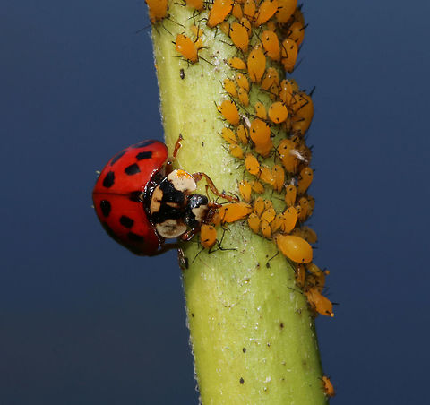 Ladybird Beetle (Harmonia axyridis) Snacking on Oleander Aphids (Aphis nerii) Habitat: On vegetation beside a pond. I watched this beetle rip through 4-5 aphids in just a few minutes. It always chose the smaller ones.
https://www.jungledragon.com/image/83647/ladybird_beetle_harmonia_axyridis_snacking_on_oleander_aphids_aphis_nerii.html Geotagged,Harlequin Ladybird,Harmonia axyridis,Summer,United States,aphids,aphis,aphis nerii,beetle,ladybug