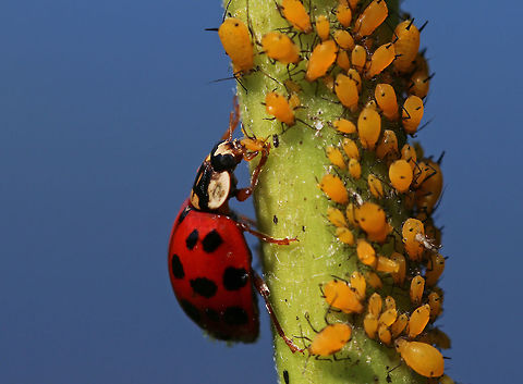 Ladybird Beetle (Harmonia axyridis) Snacking on Oleander Aphids (Aphis nerii) Habitat: On vegetation beside a pond. I watched this beetle rip through 4-5 aphids in just a few minutes. It always chose the smaller ones.
https://www.jungledragon.com/image/83646/ladybird_beetle_harmonia_axyridis_snacking_on_oleander_aphids_aphis_nerii.html Geotagged,Harlequin Ladybird,Harmonia axyridis,Summer,United States