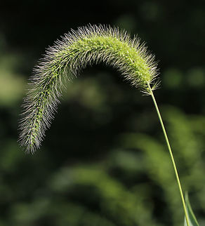 Giant Foxtail - Setaria faberi An invasive, widespread weed, this grass can be a significant problem for farmers. I found it growing in a meadow and invading a rural garden.  It has an amazing texture!

Habitat: Meadow
https://www.jungledragon.com/image/83649/giant_foxtail_-_setaria_faberi.html Chinese foxtail,Chinese millet,Geotagged,Giant foxtail,Setaria faberi,Summer,United States,giant bristlegrass,grass