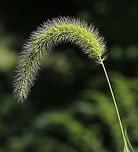 Giant Foxtail - Setaria faberi An invasive, widespread weed, this grass can be a significant problem for farmers. I found it growing in a meadow and invading a rural garden. It has an amazing texture!<br />
<br />
Habitat: Meadow<br />
https://www.jungledragon.com/image/83649/giant_foxtail_-_setaria_faberi.html Chinese foxtail,Chinese millet,Geotagged,Giant foxtail,Setaria faberi,Summer,United States,giant bristlegrass,grass
