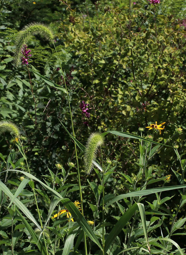 Giant Foxtail - Setaria faberi An invasive, widespread weed, this grass can be a significant problem for farmers. I found it growing in a meadow and invading a rural garden. It has an amazing texture!<br />
<br />
Habitat: Meadow<br />
<figure class="photo"><a href="https://www.jungledragon.com/image/83648/giant_foxtail_-_setaria_faberi.html" title="Giant Foxtail - Setaria faberi"><img src="https://s3.amazonaws.com/media.jungledragon.com/images/3232/83648_thumb.jpg?AWSAccessKeyId=05GMT0V3GWVNE7GGM1R2&Expires=1759968010&Signature=WeL7vKov17WSMr4FxEk3hFDHBSs%3D" width="138" height="152" alt="Giant Foxtail - Setaria faberi An invasive, widespread weed, this grass can be a significant problem for farmers. I found it growing in a meadow and invading a rural garden.  It has an amazing texture!<br />
<br />
Habitat: Meadow<br />
https://www.jungledragon.com/image/83649/giant_foxtail_-_setaria_faberi.html Chinese foxtail,Chinese millet,Geotagged,Giant foxtail,Setaria faberi,Summer,United States,giant bristlegrass,grass" /></a></figure> Geotagged,Giant foxtail,Setaria faberi,Summer,United States
