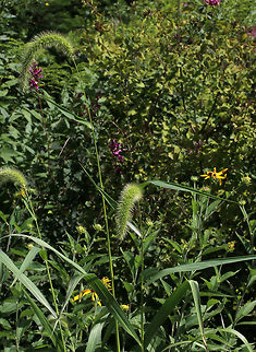 Giant Foxtail - Setaria faberi An invasive, widespread weed, this grass can be a significant problem for farmers. I found it growing in a meadow and invading a rural garden. It has an amazing texture!

Habitat: Meadow
https://www.jungledragon.com/image/83648/giant_foxtail_-_setaria_faberi.html Geotagged,Giant foxtail,Setaria faberi,Summer,United States