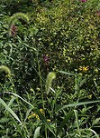 Giant Foxtail - Setaria faberi An invasive, widespread weed, this grass can be a significant problem for farmers. I found it growing in a meadow and invading a rural garden. It has an amazing texture!<br />
<br />
Habitat: Meadow<br />
https://www.jungledragon.com/image/83648/giant_foxtail_-_setaria_faberi.html Geotagged,Giant foxtail,Setaria faberi,Summer,United States