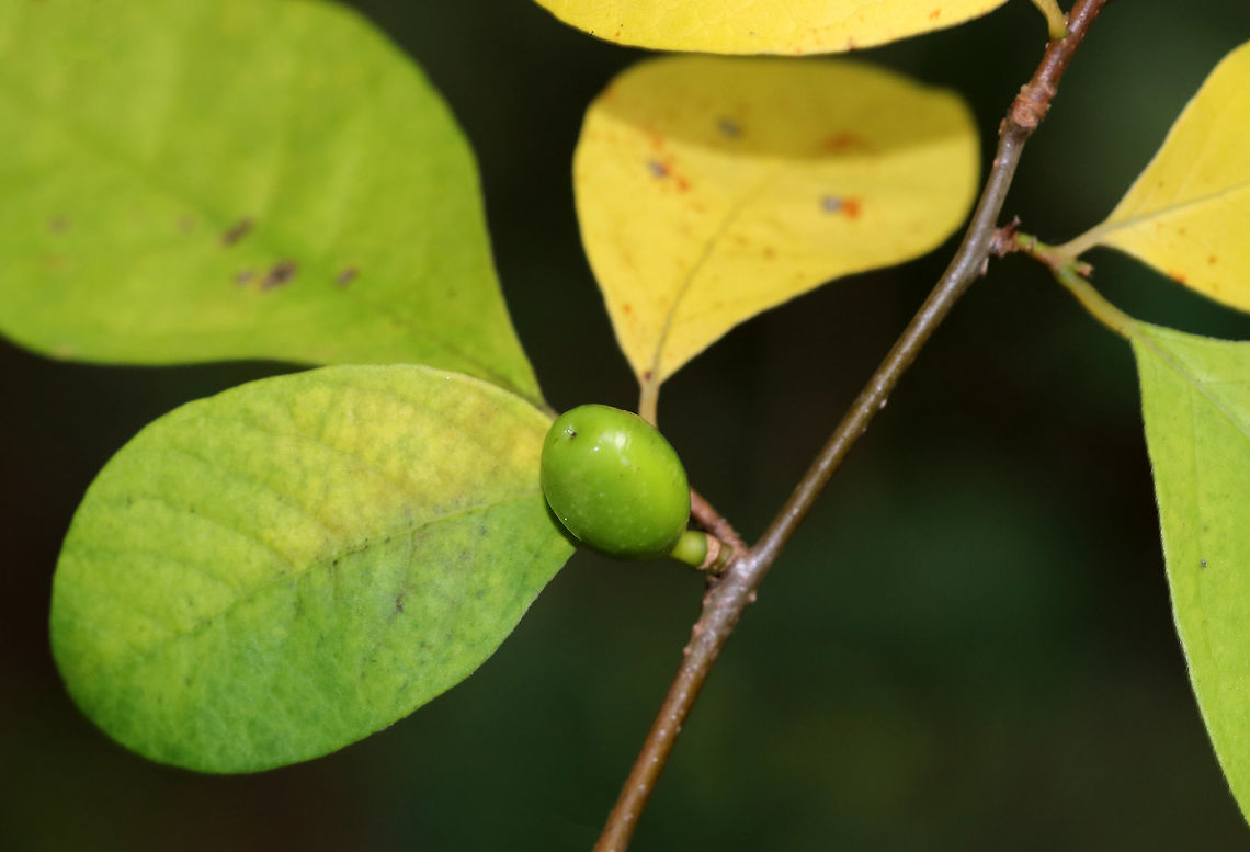 Common Spicebush - Lindera benzoin The leaves of spicebush are very aromatic and have a citrus smell. The leaves, buds, and young twigs can be made into tea. The fruit will turn red when ripe.<br />
<br />
Habitat: Deciduous forest Common spicebush,Geotagged,Lindera benzoin,Summer,United States,spicebush