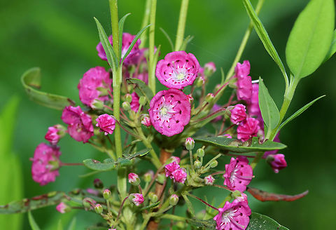 Sheep-kill - Kalmia angustifolia As the name implies, this plant is poisonous to mammals.  It spreads easily in boreal forests after fires or logging. However, I spotted it in a peat bog. The plant has evergreen leaves and  mycorrhizal associations with fungi.

Habitat: Bog 
https://www.jungledragon.com/image/83661/sheep-kill_-_kalmia_angustifolia.html Geotagged,Kalmia,Kalmia angustifolia,Sheep-laurel,Spring,United States,calf-kill,lamb-kill,pig poison,pig-kill,sheep-kill,sheep-poison