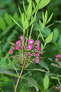 Sheep-kill - Kalmia angustifolia As the name implies, this plant is poisonous to mammals. It spreads easily in boreal forests after fires or logging. However, I spotted it in a peat bog. The plant has evergreen leaves and mycorrhizal associations with fungi.

Habitat: Bog
https://www.jungledragon.com/image/83660/sheep-kill_-_kalmia_angustifolia.html Geotagged,Kalmia angustifolia,Sheep-laurel,Spring,United States