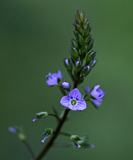 Blue-water Speedwell - Veronica anagallis-aquatica Present on most continents, its native range is not clear. It is naturalized in the United States.

Habitat: Bog Geotagged,Spring,United States,Veronica,Veronica anagallis-aquatica,Water speedwell,blue-water speedwell,brook pimpernel,sessile water-speedwell,speedwell