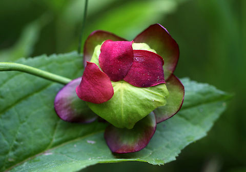 Northern Pitcher Plant Bud- Sarracenia purpurea This beautiful plant has pitcher-like leaves that collect water. Insects that are attracted to the plant fall into the pitcher and then have a hard time crawling back out because the bottom of the pitchers have smooth surfaces, in addition to recurved hairs near the top. So, trapped insects will eventually fall into the water that collects at the bottom of the pitcher and drown. The plant secretes enzymes, which help digest the insects. However, most of the breakdown is passive and results from bacterial activity. 

The gorgeous flowers grow atop leafless stalks in the spring.

Habitat: Bog
https://www.jungledragon.com/image/83664/northern_pitcher_plant_bud-_sarracenia_purpurea.html Geotagged,Purple pitcher plant,Sarracenia,Sarracenia purpurea,Spring,United States,carnivorous plant,pitcher plant