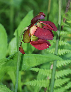 Northern Pitcher Plant Bud- Sarracenia purpurea This beautiful plant has pitcher-like leaves that collect water. Insects that are attracted to the plant fall into the pitcher and then have a hard time crawling back out because the bottom of the pitchers have smooth surfaces, in addition to recurved hairs near the top. So, trapped insects will eventually fall into the water that collects at the bottom of the pitcher and drown. The plant secretes enzymes, which help digest the insects. However, most of the breakdown is passive and results from bacterial activity. 

The gorgeous flowers grow atop leafless stalks in the spring.

Habitat: Bog
https://www.jungledragon.com/image/83663/northern_pitcher_plant_bud-_sarracenia_purpurea.html Geotagged,Purple pitcher plant,Sarracenia purpurea,Spring,United States