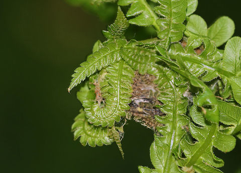 Serpentine Webworm - Herpetogramma aeglealis The serpentine webworm web together the tips of ferns (Polystichum sp.) for the larvae to develop in. 

Habitat: Polystichum sp. fern in a coniferous forest. Geotagged,Herpetogramma,Herpetogramma aeglealis,Polystichum,Serpentine webworm moth,Spring,United States,fern,webworm