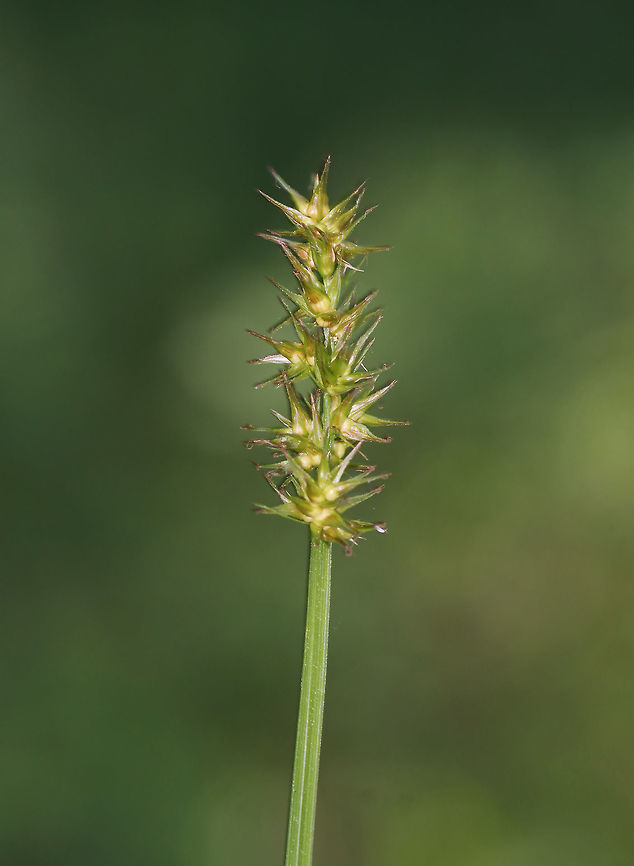 Awl-fruited Sedge - Carex stipata I think this is Carex stipata, but need to get that confirmed.<br />
<br />
Habitat: Bog<br />
<figure class="photo"><a href="https://www.jungledragon.com/image/83680/awl-fruited_sedge_-_carex_stipata.html" title="Awl-fruited Sedge - Carex stipata"><img src="https://s3.amazonaws.com/media.jungledragon.com/images/3232/83680_thumb.jpg?AWSAccessKeyId=05GMT0V3GWVNE7GGM1R2&Expires=1770854410&Signature=rc72qrnoGTsh6CxhJ8a4IVJOFvE%3D" width="140" height="152" alt="Awl-fruited Sedge - Carex stipata I think this is Carex stipata, but need to get that confirmed.<br />
<br />
Habitat: Bog<br />
https://www.jungledragon.com/image/83679/awl-fruited_sedge_-_carex_stipata.html<br />
 Geotagged,Spring,United States" /></a></figure> Carex,Carex stipata,Geotagged,Spring,United States,sedge