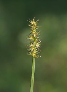 Awl-fruited Sedge - Carex stipata I think this is Carex stipata, but need to get that confirmed.

Habitat: Bog
https://www.jungledragon.com/image/83680/awl-fruited_sedge_-_carex_stipata.html Carex,Carex stipata,Geotagged,Spring,United States,sedge