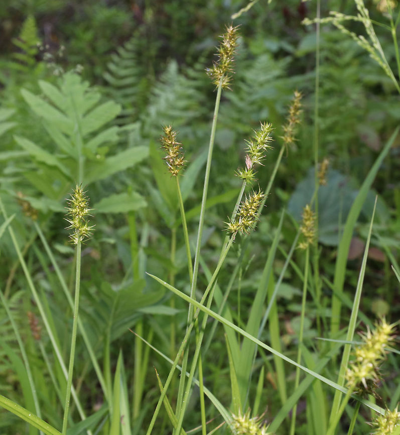 Awl-fruited Sedge - Carex stipata I think this is Carex stipata, but need to get that confirmed.<br />
<br />
Habitat: Bog<br />
<figure class="photo"><a href="https://www.jungledragon.com/image/83679/awl-fruited_sedge_-_carex_stipata.html" title="Awl-fruited Sedge - Carex stipata"><img src="https://s3.amazonaws.com/media.jungledragon.com/images/3232/83679_thumb.jpg?AWSAccessKeyId=05GMT0V3GWVNE7GGM1R2&Expires=1763596810&Signature=2JiKezyUqnVCIuavxYFoINfuBZg%3D" width="112" height="152" alt="Awl-fruited Sedge - Carex stipata I think this is Carex stipata, but need to get that confirmed.<br />
<br />
Habitat: Bog<br />
https://www.jungledragon.com/image/83680/awl-fruited_sedge_-_carex_stipata.html Carex,Carex stipata,Geotagged,Spring,United States,sedge" /></a></figure><br />
 Geotagged,Spring,United States