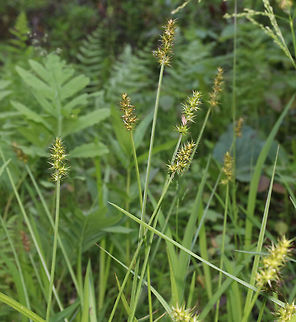 Awl-fruited Sedge - Carex stipata I think this is Carex stipata, but need to get that confirmed.

Habitat: Bog
https://www.jungledragon.com/image/83679/awl-fruited_sedge_-_carex_stipata.html
 Geotagged,Spring,United States