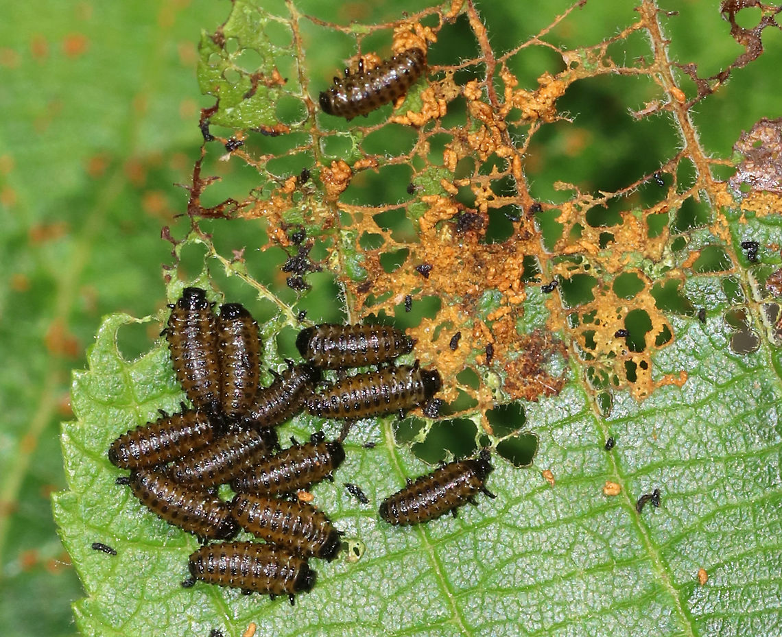 Leaf Beetle Larvae -  Chrysomela sp., Subgenus Macrolina Maybe Chrysomela interrupta?<br />
<br />
Habitat: Spotted feasting on alder (Alnus sp.) leaves in a bog Geotagged,Spring,United States,beetle larvae,chrysomela,larva,larvae,leaf beetle,leaf beetle larvae,macrolina